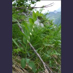 2007-05_10Saletsteig_Sagereck-Steig (076).JPG